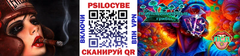 закладки  Ахтырский  Псилоцибиновые грибы Psilocybine cubensis 